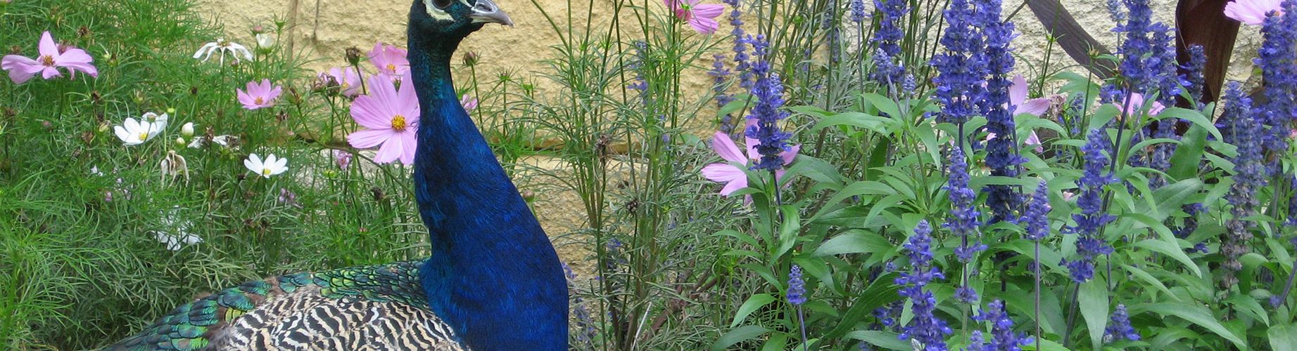 Paon devant un massif de fleur de la Maison de la Nature, parc René Canivenc.