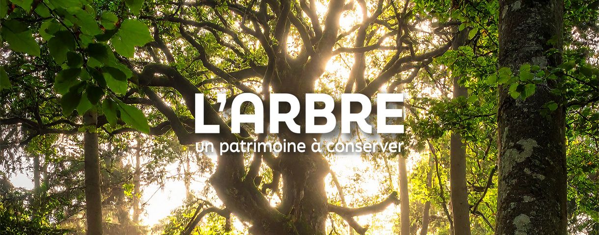 Exposition "L'arbre un patrimoine à conserver" à la Maison de la Nature.