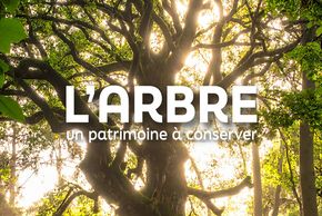 Exposition "L'Arbre un patrimoine à conserver"