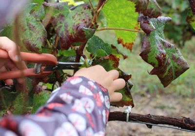 Photo fête des vendanges - Ramassge du raisin