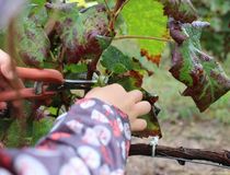 Photo fête des vendanges - Ramassge du raisin - Agrandir l'image, .JPG 47,9 Ko (fenêtre modale)