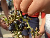 Fête des vendanges 2023 - Agrandir l'image, .JPEG 91,8 Ko (fenêtre modale)