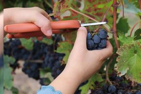 Fête des Vendanges
