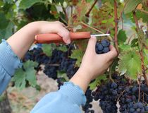 Main d'enfant coupant du raisin dans les vignes, fête des vendanges 2022 - Agrandir l'image, .JPG 100,9 Ko (fenêtre modale)