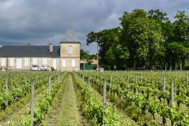 Les vignes de Poumey au château d'Ornon.