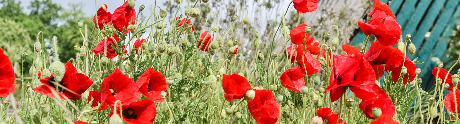 Vue d'un champ de coquelicots, jardins familiaux de Gradignan.