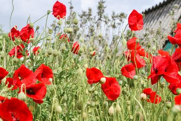 Vue d'un champ de coquelicots, jardins familiaux de Gradignan.