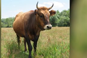 Exposition "Races d'Aquitaine, un patrimoine à conserver" à la Maison de la Nature