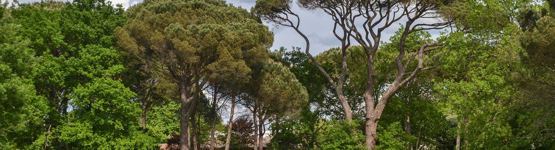 Vue de la forêt de Mandavit.