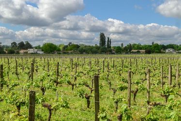 Les vignes du château Poumey à Ornon.