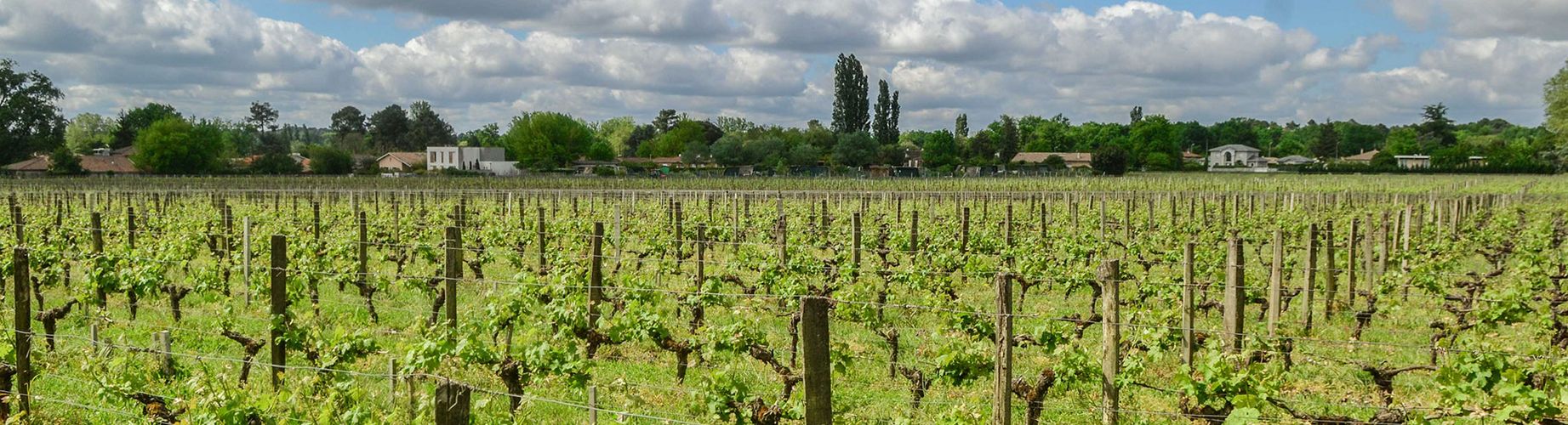 Les vignes du château Poumey à Ornon.